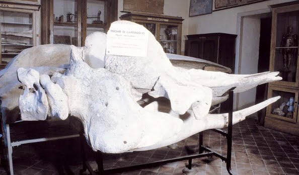 Cranio di Capodoglio