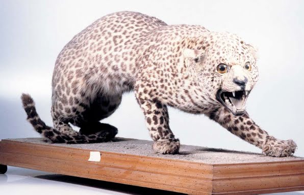 Leopardo
