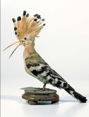 Upupa